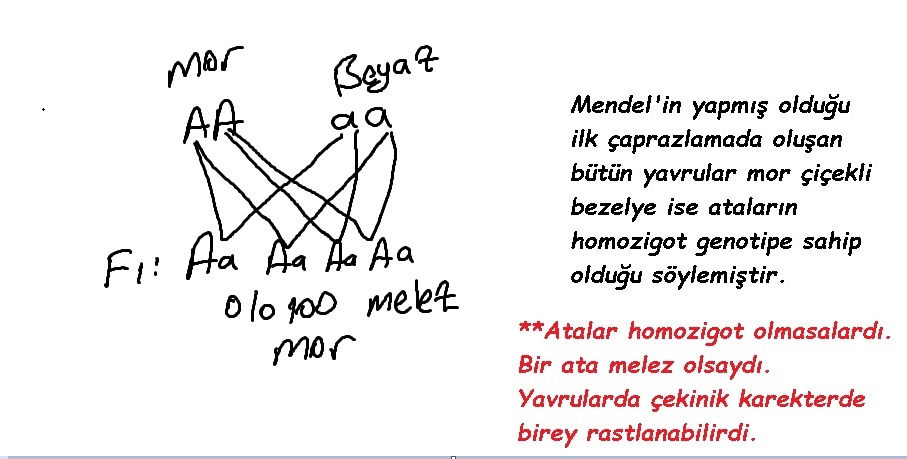 Dna ve Genetik Kod Çaprazlama Örnekleri 